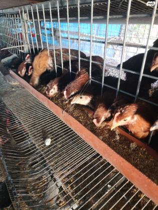 למכירה תרנגולות מטילות מסוגים שונים