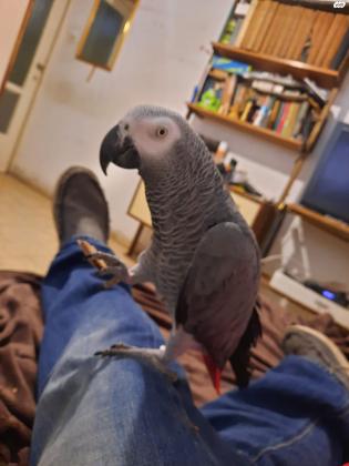 תוכי ג'אקו מדהים חברותי מדבר,