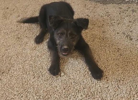 כלב צבע שחור רועי מבע שחור