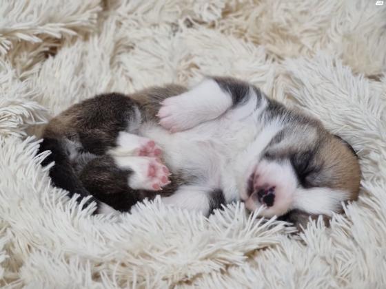 גורי וולש קורגי פמברוק גזעים,בעלי