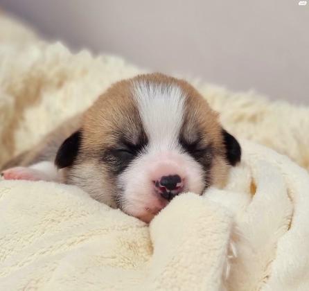 גורי וולש קורגי פמברוק גזעים,בעלי