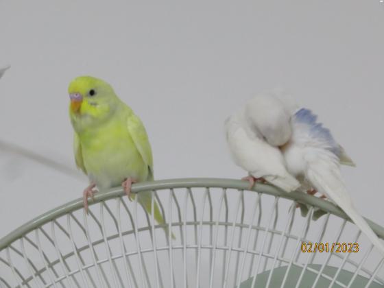 מיקי ומיני מחפשים בית חדש,תוכונים