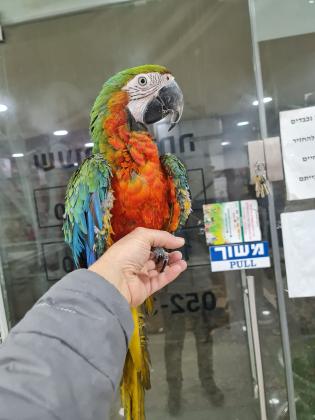 גוזל ארה הייבריד מטובעת 22