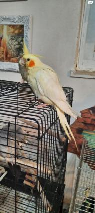 תוכי קוקטייל האכלת יד בן/בת