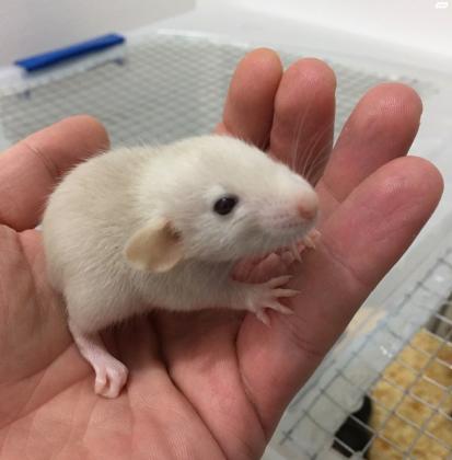 חולדות מיוחדות דמבו, דמבו רקס,