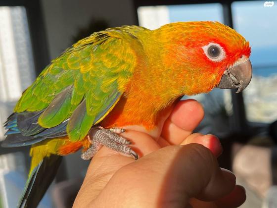 קוניור שמש האכלת יד בן 2 חודשים