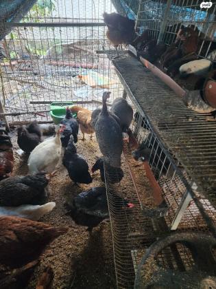 למכירה תרנגולות מטילות מסוגים שונים