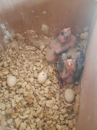 גוזלי קוקטייל להאכלת יד