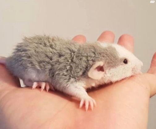 חולדות מיוחדות דמבו, דמבו רקס,