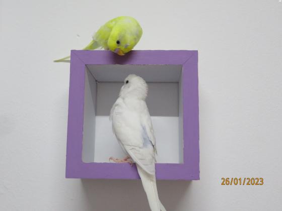 מיקי ומיני מחפשים בית חדש,תוכונים