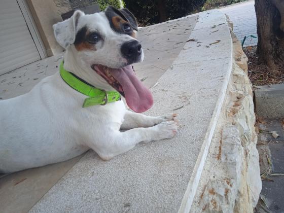 גורי ג'ק ראסל ברמה הכי