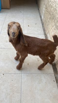 עז קטנה בת כמה חודשים