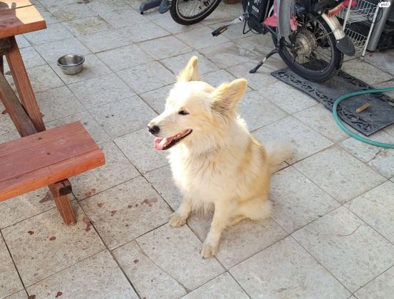 רועה שוויצרי מעורב עם גולדן