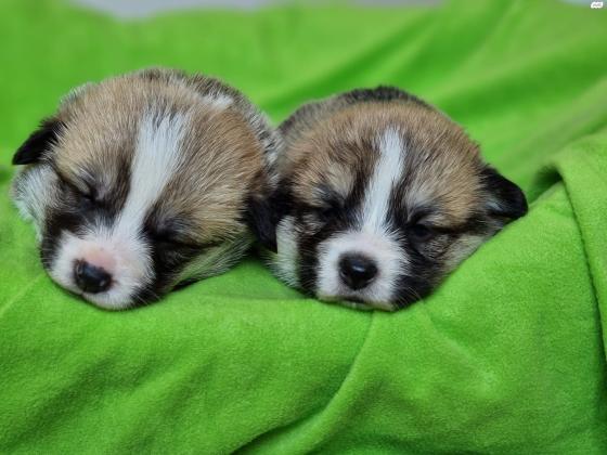 גורי וולש קורגי פמברוק גזעים,בעלי