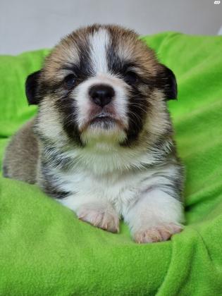 גורי וולש קורגי פמברוק גזעים,בעלי