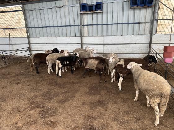 כבשים למכירה 6 חודשים