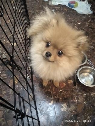 אמילי גורת פומראנין מהממת בת