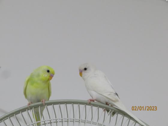 מיקי ומיני מחפשים בית חדש,תוכונים