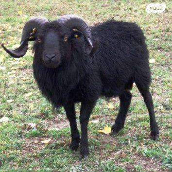 כבש אקזוטי שמור טוב מסתדר טוב עם אחרים