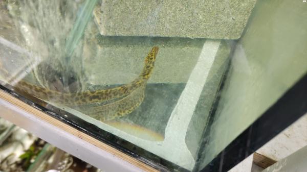 מורנה לאופרד צהובה