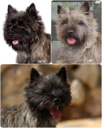 למכירה, גורים מגזע קאירן טרייר