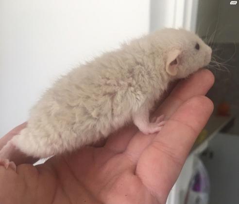 חולדות מיוחדות דמבו, דמבו רקס,