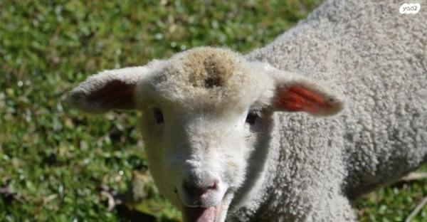 כבשה בת שנתיים חייבת למכור
