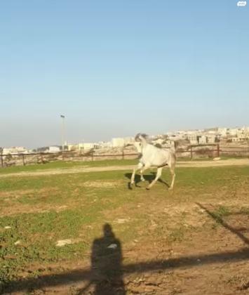 סוס ערבי בלי תעודות בן