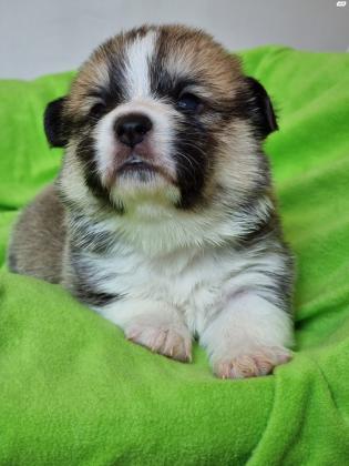 גורי וולש קורגי פמברוק גזעים,בעלי