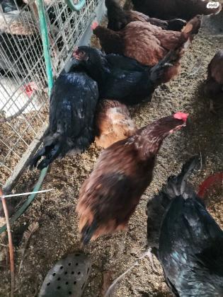 למכירה תרנגולות מטילות מסוגים שונים