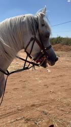 סוס ערבי מצרי עם תעודות יפיוף