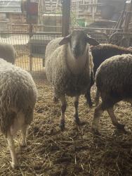 למכירה כבשים בריאות ומחוסנות