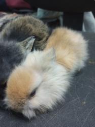 זוג ארנבים גורים בגיל חודש