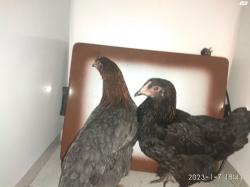 2 תרנגולות גזעיות נקבות מקו