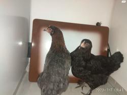 2 תרנגולות גזעיות נקבות מקו