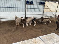 כבשים למכירה 6 חודשים