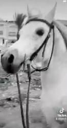 סוס ערבי בלי תעודות בן