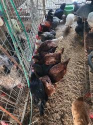 למכירה תרנגולות מטילות מסוגים שונים