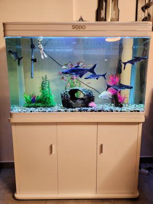 5 דגי כריש גדולים ויפים למכירה מדימונה