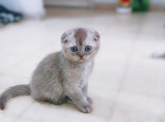 גורה סקוטיש פולד מתוקה :)