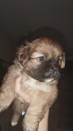 4 גורים מעורבים בפקינז מתוקים