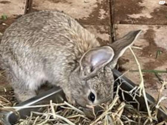 ארנב פלמי ( ענק) גורים