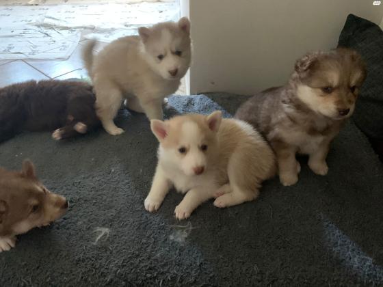 גורי פומרניאן האסקי נולדו ב5