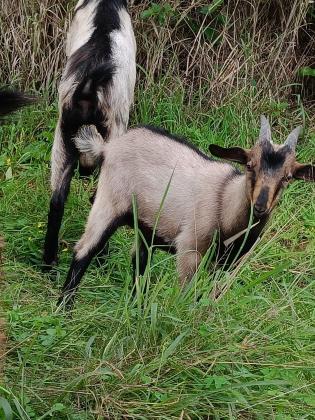 גדי זכר בן 3 חודשים,