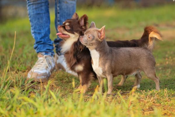 2 גורי צ״יוואווה ארוך שיער