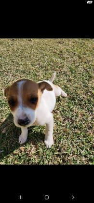 פינצ'רים מעורבים, מתוקיםמהממים