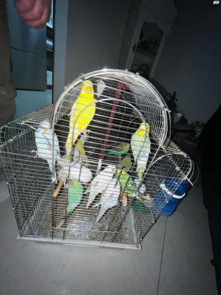 10 תוכונים בשלל צבעים זכרים