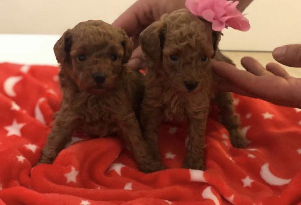 גורי פודל טוי אדום אש