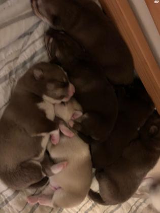 גורי פומרניאן האסקי נולדו ב5