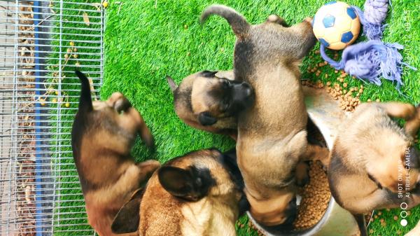 גורים ברמה אחרת ,עצם רחבה